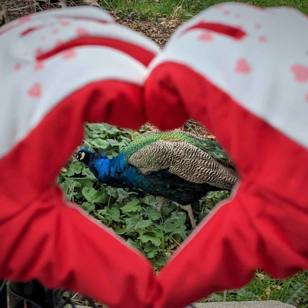 Peacock Freezy Freakies heart gloves hearting a peacock