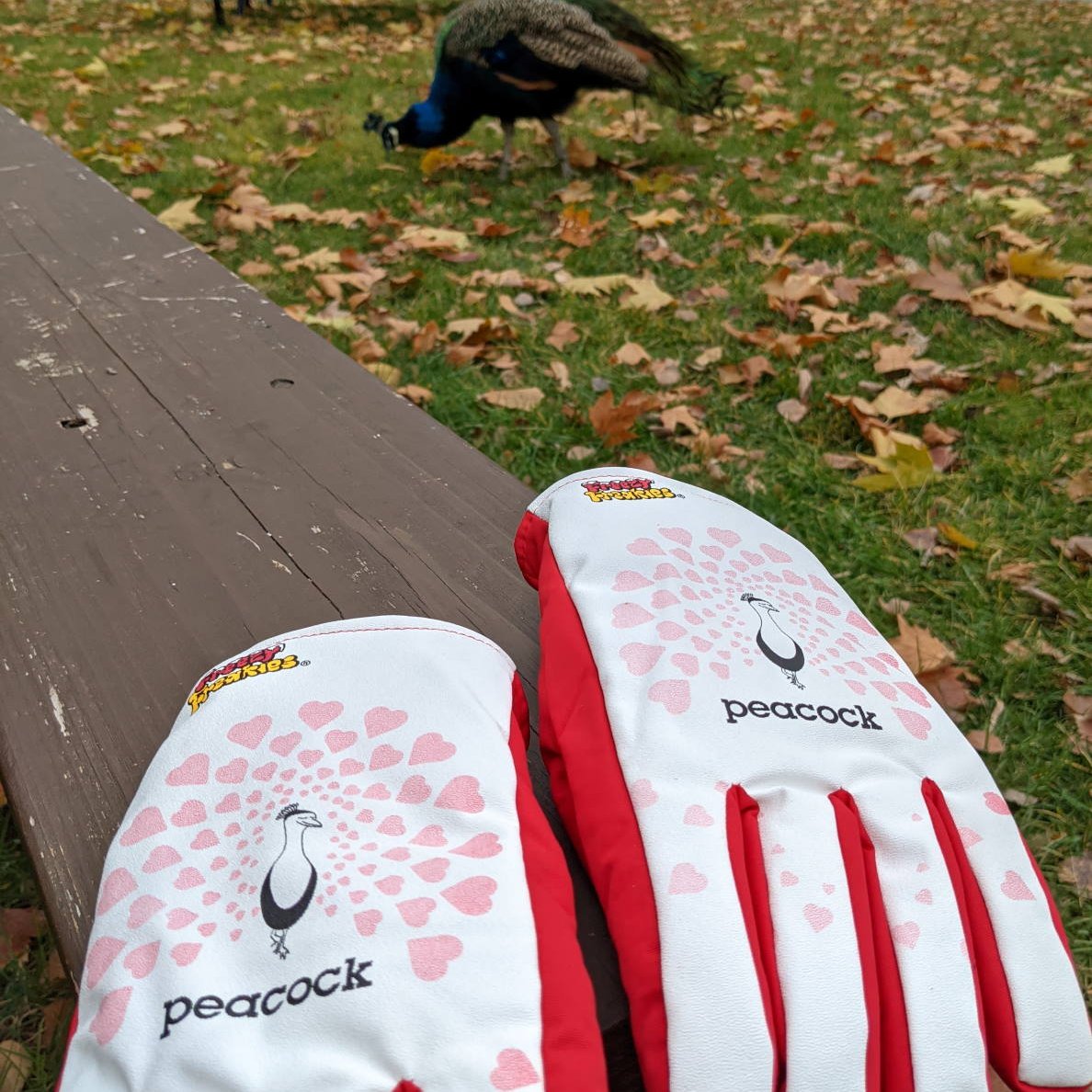 pair of peacock Freezy Freakies gloves with a peacock in the grass wishing he had a pair