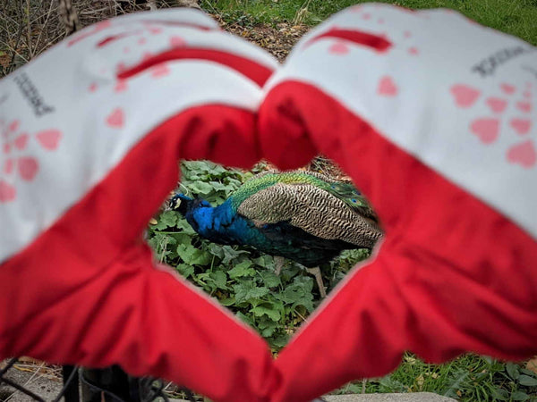Peacock Freezy Freakies heart gloves hearting a peacock